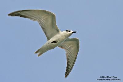 Whiskered Tern 

Scientific name: Chlidonias hybridus 

Habitat: Bays, tidal flats to ricefields. 


