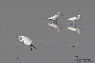 Little Egret 

Scientific name: Egretta Garzetta 

Habitat: Common in coastal marsh and tidal flats to ricefields. 

