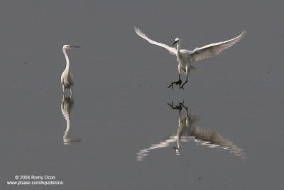 Little Egret 

Scientific name: Egretta Garzetta 

Habitat: Common in coastal marsh and tidal flats to ricefields. 

