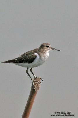 Common Sandpiper 

Scientific name - Actitis hypoleucos 

Habitat - Common along the shores of wide variety of wetlands.
