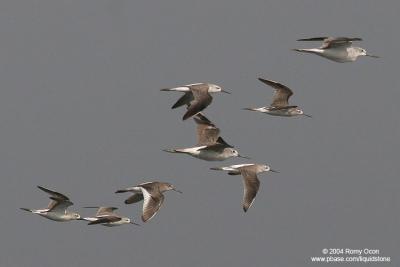 Common Redshank 

Scientific name - Tringa totanus 

Habitat - Common, coastal to rice fields.
