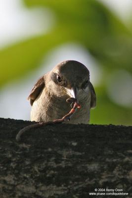 Brown Shrike 

Scientific name - Lanius cristatus 

Habitat - Common in all habitats at all elevations. 
