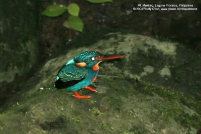Indigo-banded Kingfisher 
(a Philippine endemic)

Scientific name - Alcedo cyanopecta 

Habitat - Uncommon, restricted to clear fresh water streams up to at least 1500 m.

