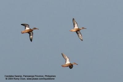 Northern Shoveler

Scientific name - Anas clypeata

Habitat - Uncommon in fresh water marshes and shallow lakes.