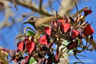 Philippine Bulbul 
(a Philippine endemic) 

Scientific name - Hypsipetes philippinus 

Habitat - Forest edge, advanced second growth and forest. 
