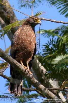 Philippine Serpent-Eagle 
(a Philippine endemic)

Scientific name - Spilornis holospilus

Habitat - Forest from lowlands to over 2000 m. 

[with Tamron 1.4x TC, 560 mm focal length] 
