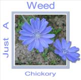 Chickory