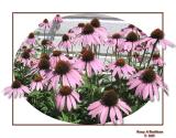 Cone Flowers