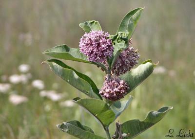 Milkweed156.jpg