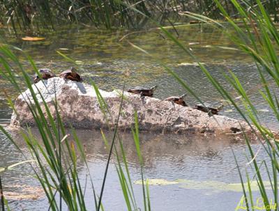 Herd of Turtles 183.jpg