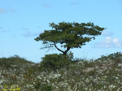 In the Dunes  205.jpg