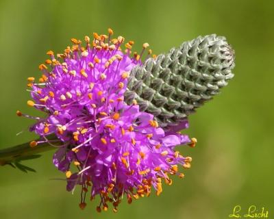 Purple Prairie Clover  090.jpg