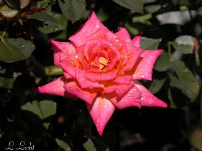u36/lloydl/medium/32261666.HotTamaleRose180.jpg