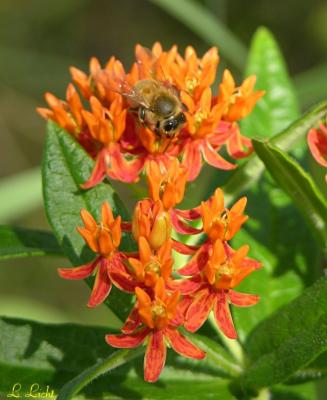 Buttterfly Plant and Bee 352.jpg