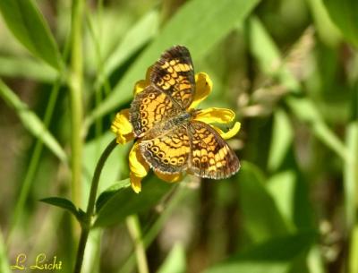 Tiny Flutterbye  073.jpg