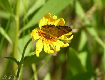 Tiny Butterfly 074.jpg