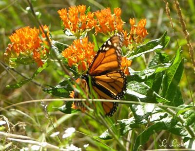 Monarch 064.jpg