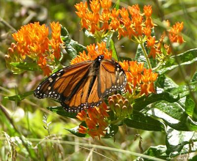 Monarch  070.jpg