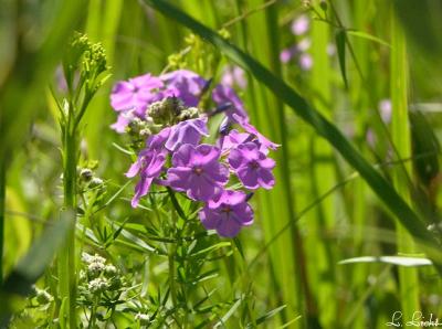 Wild Phlox  016.jpg