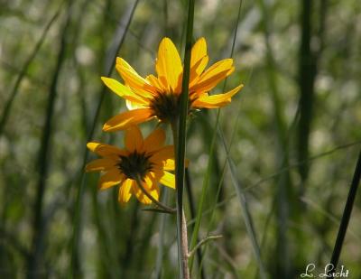 Flowers 235.jpg