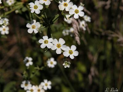 Flowers 246.jpg