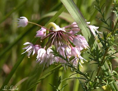 Flowers 251.jpg