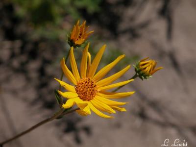 Flowers 274.jpg