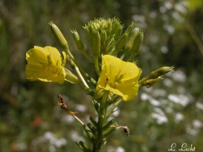 Sand Primrose 290.jpg