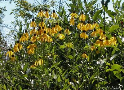 Flowers 325.jpg