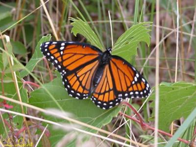 Viceroy 022.jpg