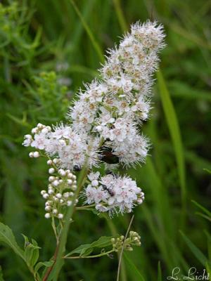 Fuzzy Blossoms 127.jpg