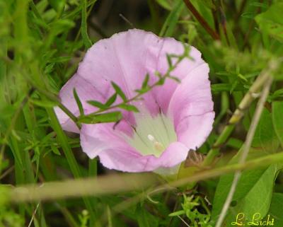 Morning Glory 116.jpg