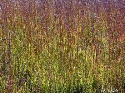 Fire in the Grass 2605.jpg