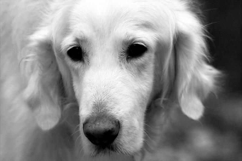 Dusty (bw)