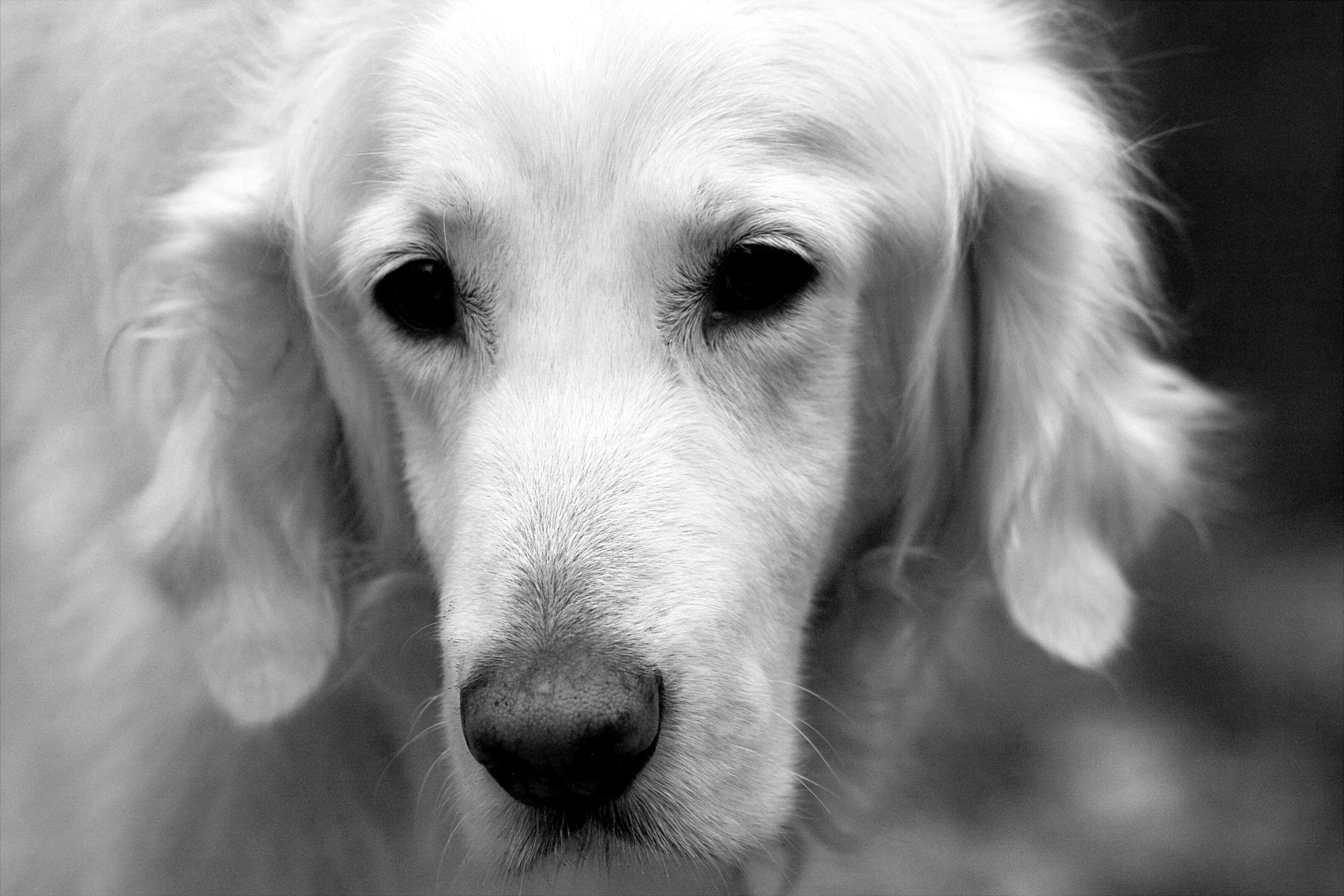 Dusty (bw)