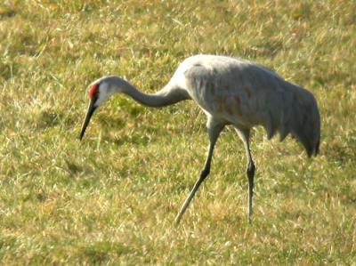 Sandhill Crane 1131