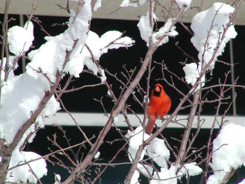 cardinal snow.jpg