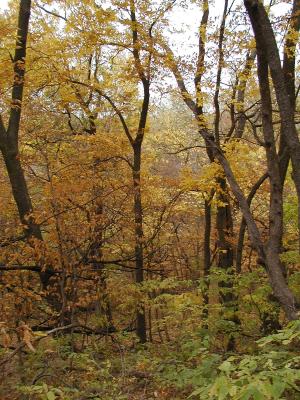 Autumn woods.JPG