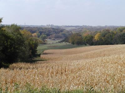 Fall color and corn.JPG