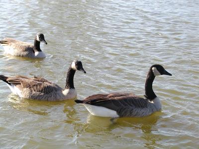 Geese at Big Lake