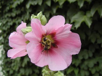 Hollyhocks Bee.JPG