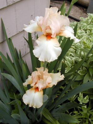 Iris.JPG