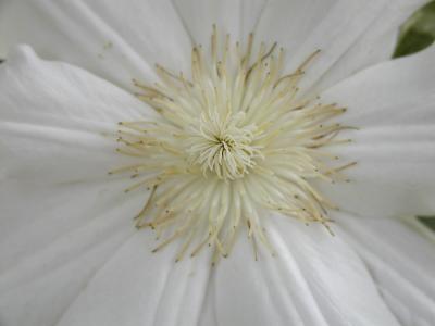 white clematis.jpg