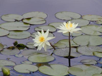 waterlilies.JPG