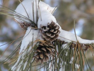 pinecones.jpg