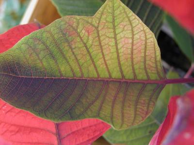 Poinsettia leaves