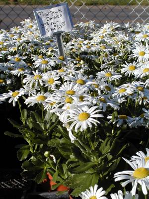 Daisies for sale.jpg