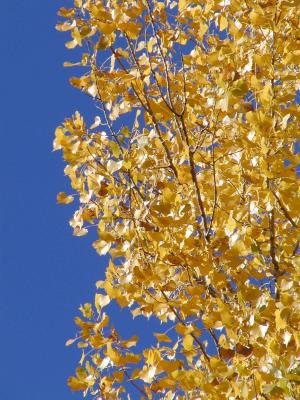 Blue Sky Golden Aspens.jpg