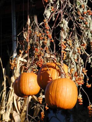 Pumpkins and bittersweet.jpg