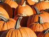 Pumpkins up close